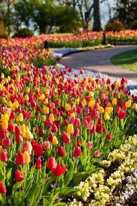 The array of flowers and beautiful scenery at Cheekwood is unmatched anywhere in Nashville. PHOTO COURTESY CHEEKWOOD