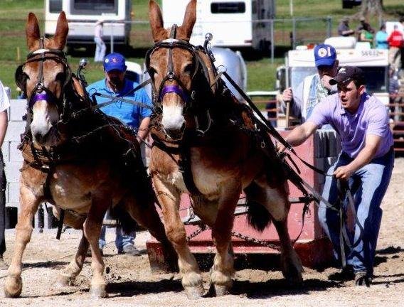 Mule pulling is a popular event during the week-long festivities. PHOTO COURTESY MULE DAY